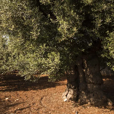 Residenza Il Sole Monopoli